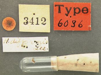 Media type: image;   Entomology 6036 Aspect: labels